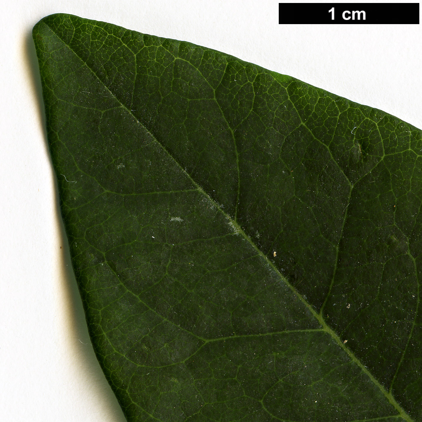 High resolution image: Family: Fabaceae - Genus: Maackia - Taxon: amurensis - SpeciesSub: var. amurensis